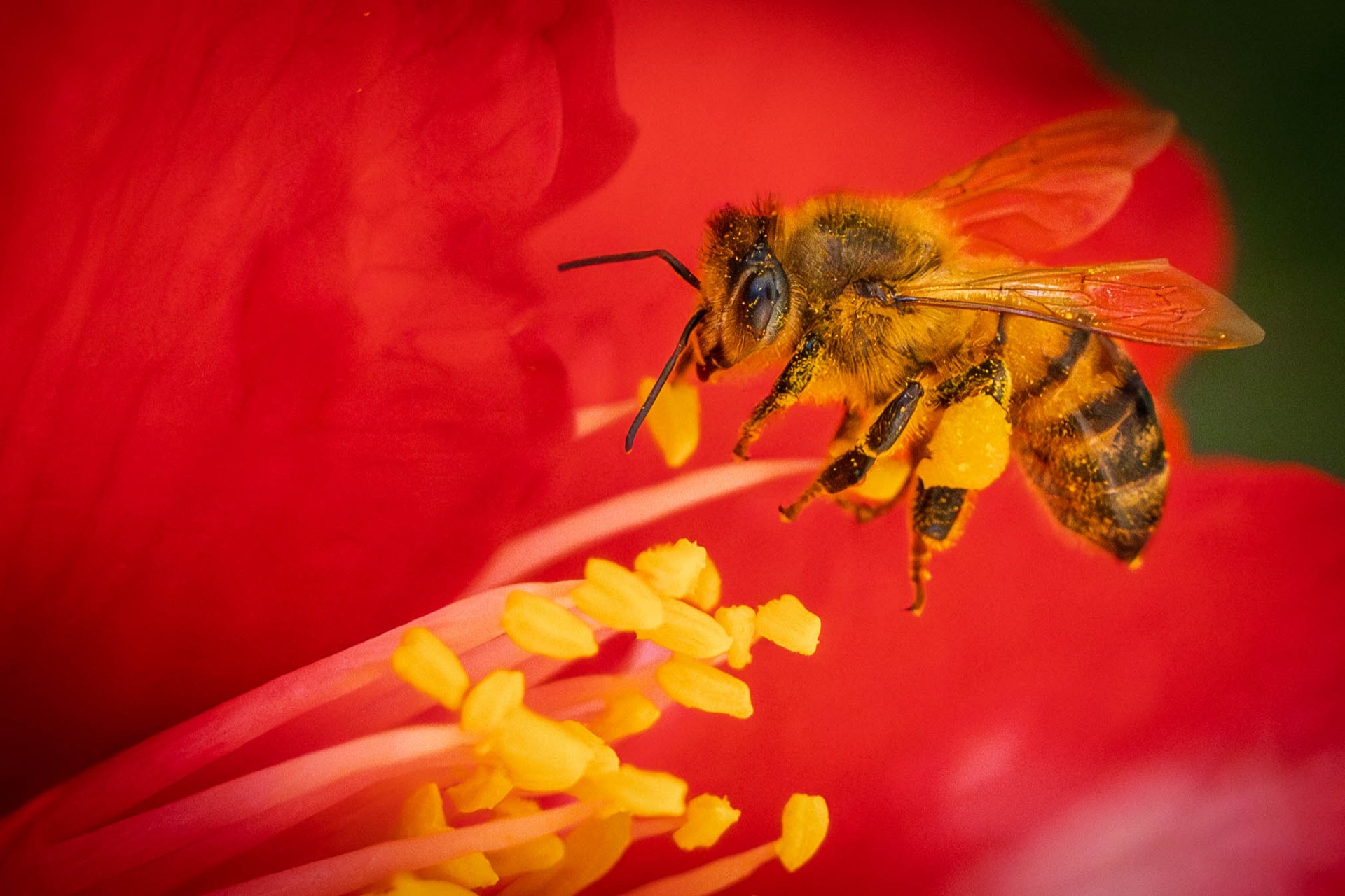 Honeybee on red hibiscus