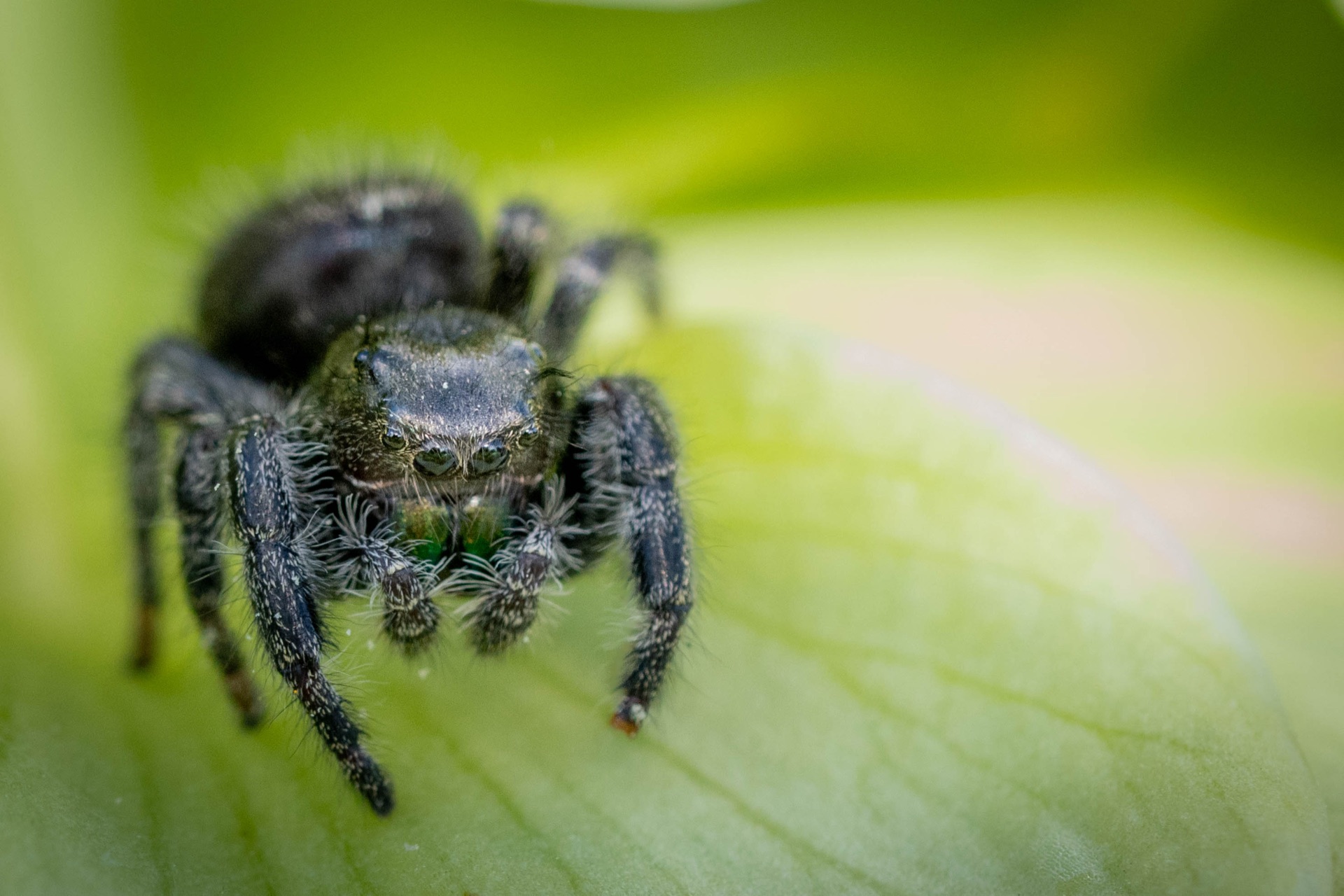 Jumping spider face-on on green leaf